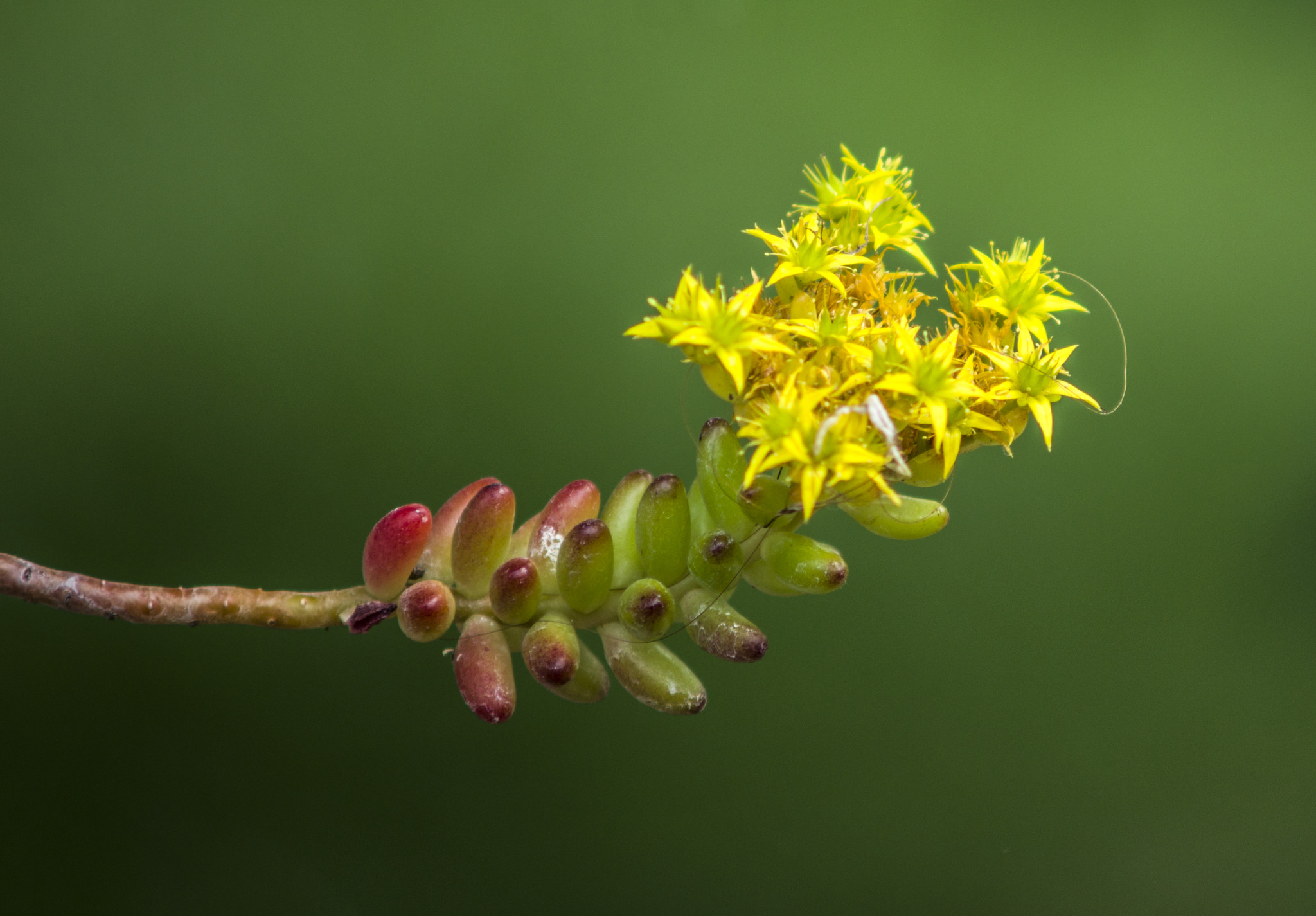 Sedum rubrotinctum